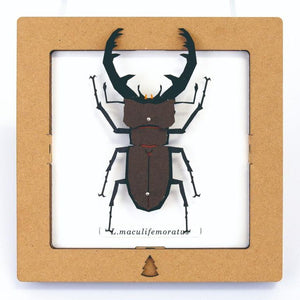 SQAR L.maculifemora - Brown Lucanus Beetle