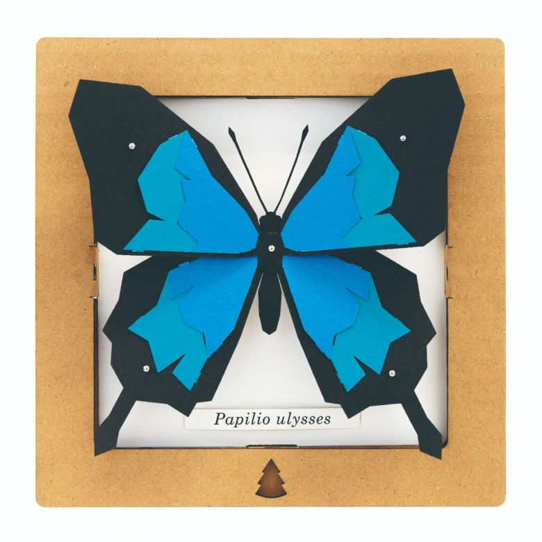 SQAR Papilio Ulysses - Blue Butterfly