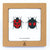 SQAR Coccinellidae - Lady Bug Pair